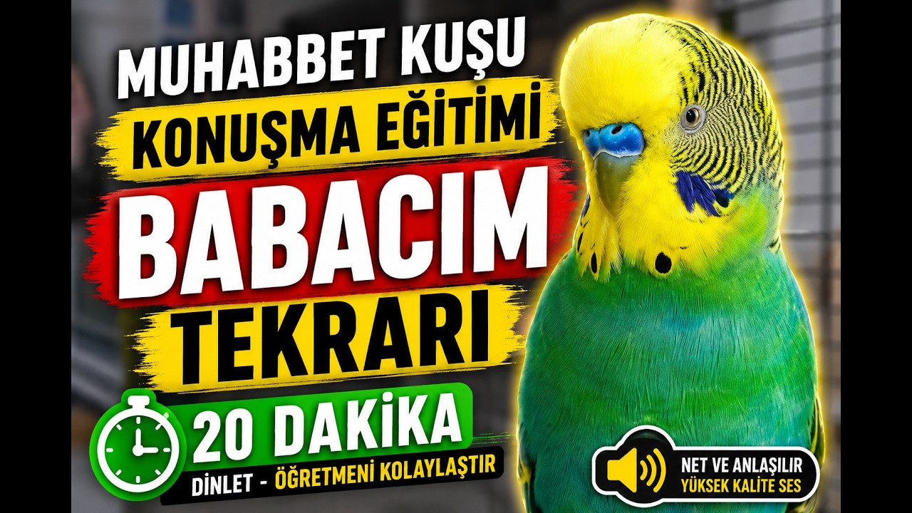 Muhabbet Kuşu Konuşma Eğitimi | BABACIM Tekrarı (20 Dakika)