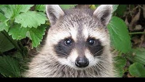 Cheating on rust ft.obvlion rust (3 hours of hard cheating and no ban)