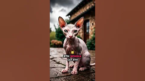 Watch the video about Top seven unique cat breeds