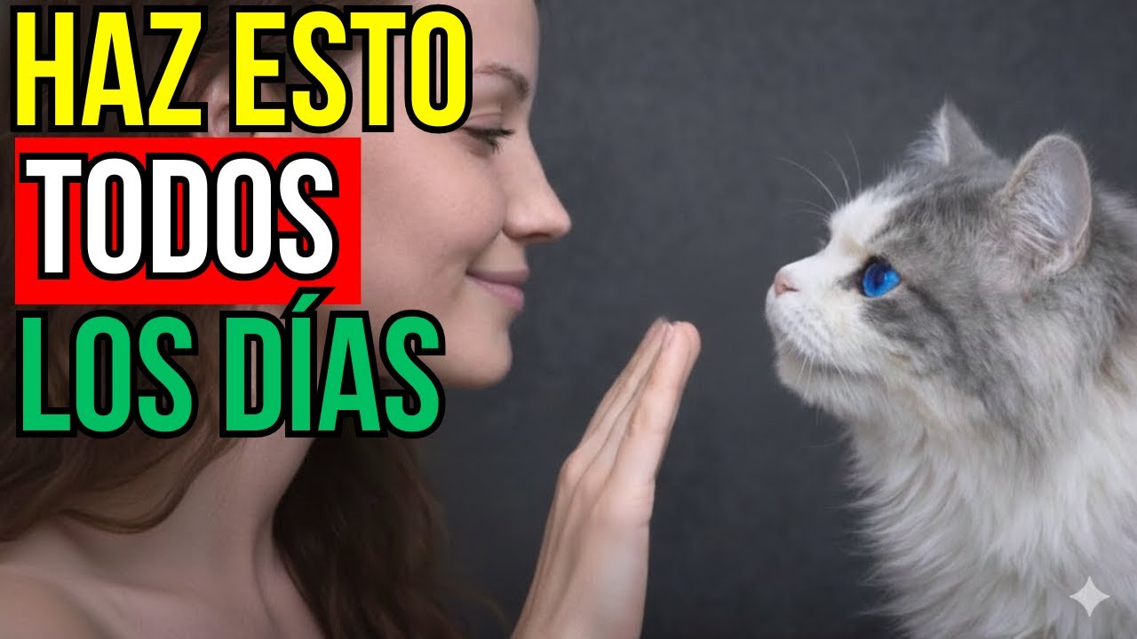 Haz estas 6 cosas a diario y tu gato se sentirá amado 💖