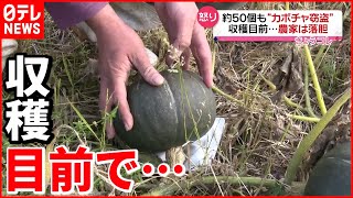【窃盗】農家「悲しい気持ちでいっぱい」カボチャ約５０個盗まれる