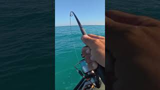 What a battle! Would you cut the line on this protected fish? #fishing