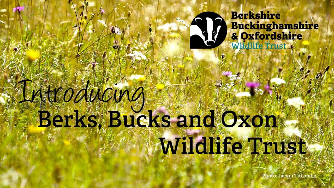 Introducing Berks, Bucks and Oxon Wildlife Trust - YouTube