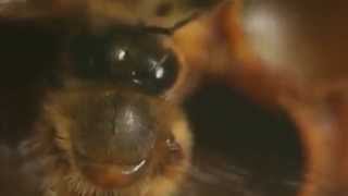 carlson final process film "life without bees"