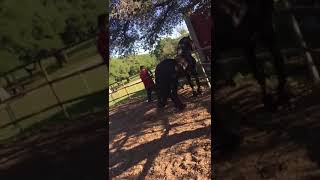 Yegua MATA Caballo RECHO de una PATADA