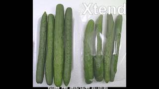 Cucumbers packed in Xtend MA/MH Freshness Assured Packaging