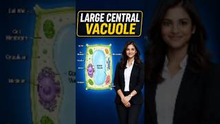 large central vacuole | function in cell | cell the unit of Life |class 11th Biology |#science #neet