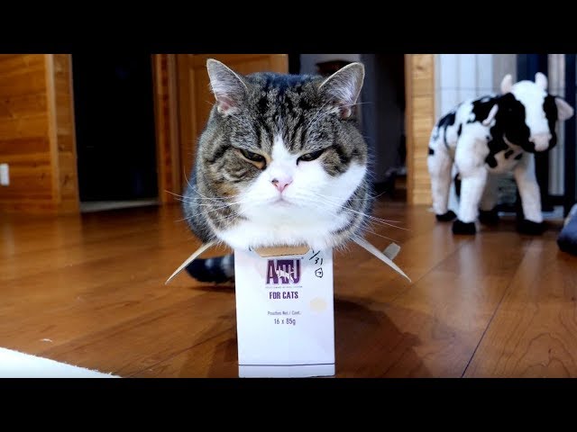 箱とねこ２３。-The box and Maru 23.-