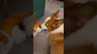 Corgi wants to destroy a toy corgi