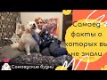 Порода Самоед  и факты о которых вы не знали