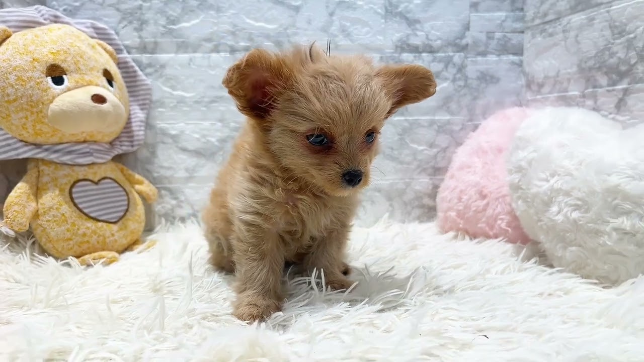 205776 ハーフ（トイプードル×チワワ）ペットショップ犬の家＆猫の里