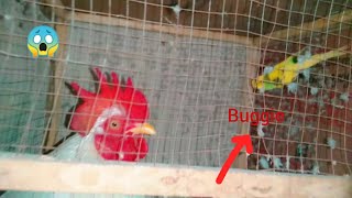 Ye kya buggie chiku ky pinjry may ? |pets vlog