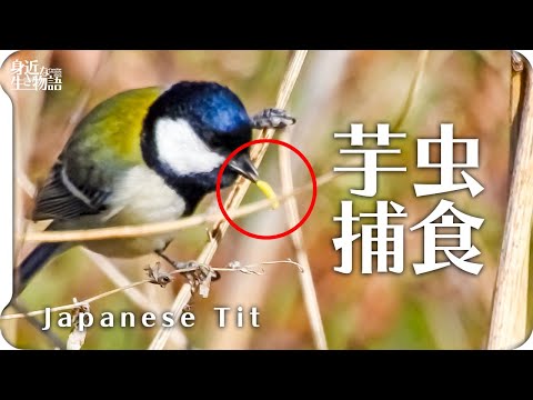 【小鳥の捕食】シジュウカラに食べられる黄色い芋虫。美味しそうに踊り食い。 Japanese Tit / Parus minor【コンデジ野鳥撮影】捕食シーン nikon coolpix p900