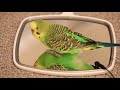Two talking parakeets speak to a mirror multicam