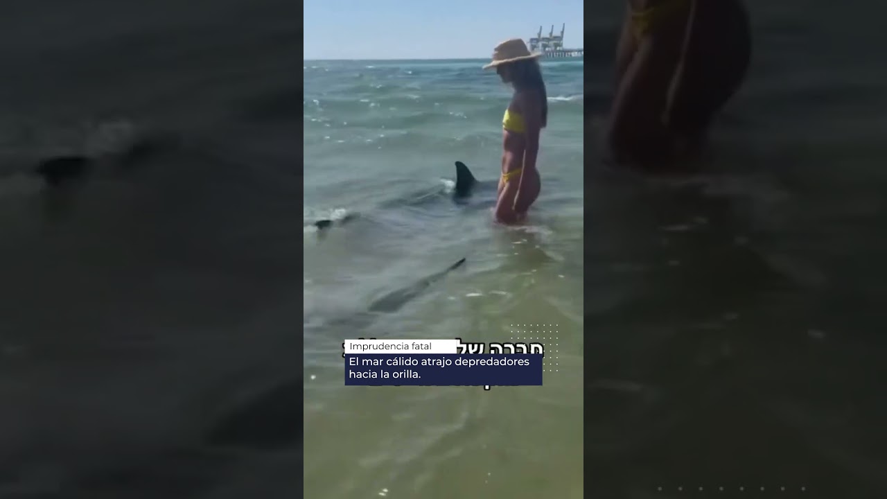 🦈🚫Ataque mortal de tiburón en Israel | Imprudencia fatal