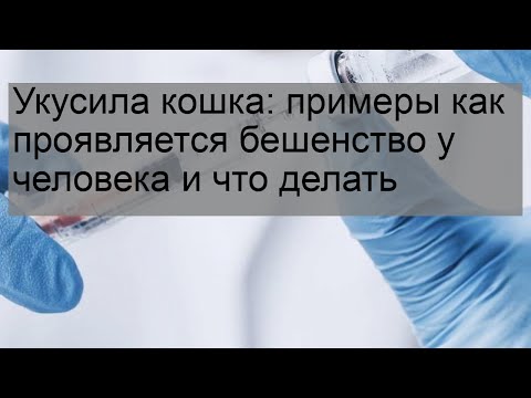 Видео: Что нужно знать об укусах кошек, драках и антибиотиках