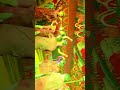 Party dance