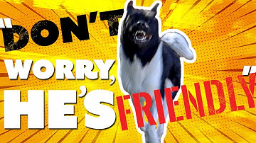 How To Stop An Off Leash Dog(AVOID BEING ATTACKED!!)