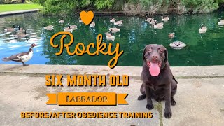 Obedience Training for Young High Energy Labrador Retriever. by Off Leash K9 Training of the LowCountry 720 views 3 years ago 9 minutes, 44 seconds