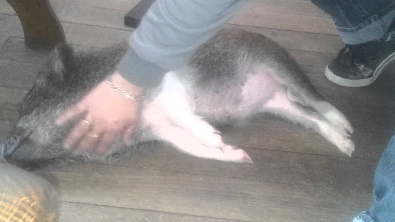 Galantine De Porc Du Grand Fresnoy YouTube