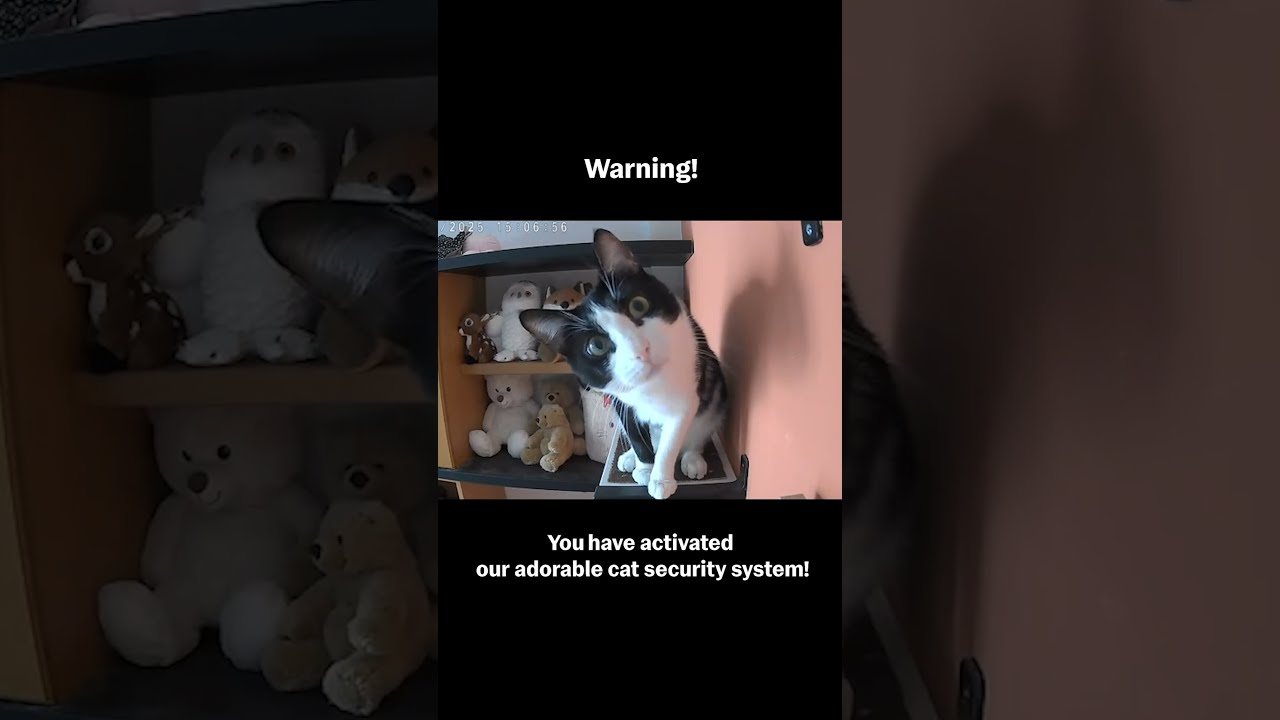 Funny Cat Discovers Security Camera