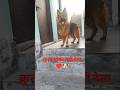 कुत्ता धोका नहीं देता ♥️🐶 || #youtube #viral #germanshepherd#cutedog #popular #adorabledog #newreel