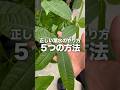 【冬にも大事！】枯らさない為の葉水方法☝️#植物好きな人と繋がりたい #植物大好き #植物のある暮らし #観葉植物 #plants
