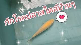 วิธีกักโรคปลาคราฟ(ปลาใหม่)แบบง่ายๆ😊🐟🐟😊