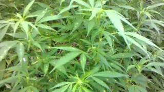STB Outdoor cannabis grow#6