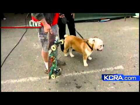 Tyson The Skateboarding Dog Performs In Stockton