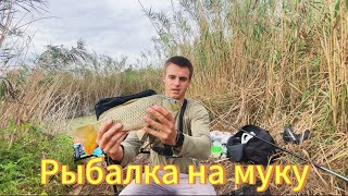 Ловля сазана: мука главный секрет! Рыбалка на поплавок!
