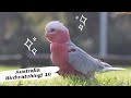 鸟趣—遥想水草丰盛时| 粉红凤头鹦鹉 Galah | 澳洲观鸟 Australian Bird Watching