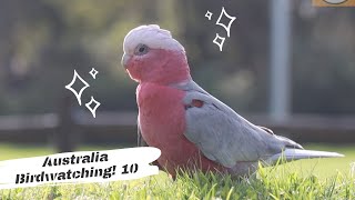 鸟趣—遥想水草丰盛时| 粉红凤头鹦鹉 Galah | 澳洲观鸟 Australian Bird Watching