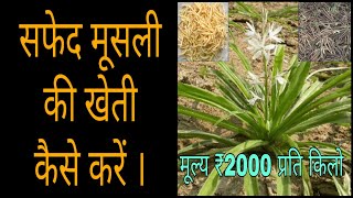 सफेद मूसली की खेती कैसे करें | ₹2000 प्रति किलो तक बिकती है मूसली | safed musli ki kheti kaise karen