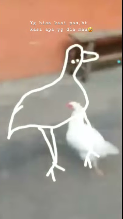 #3 Status/Story WA - Tangkap Ayam (Tidak Masuk Akal)