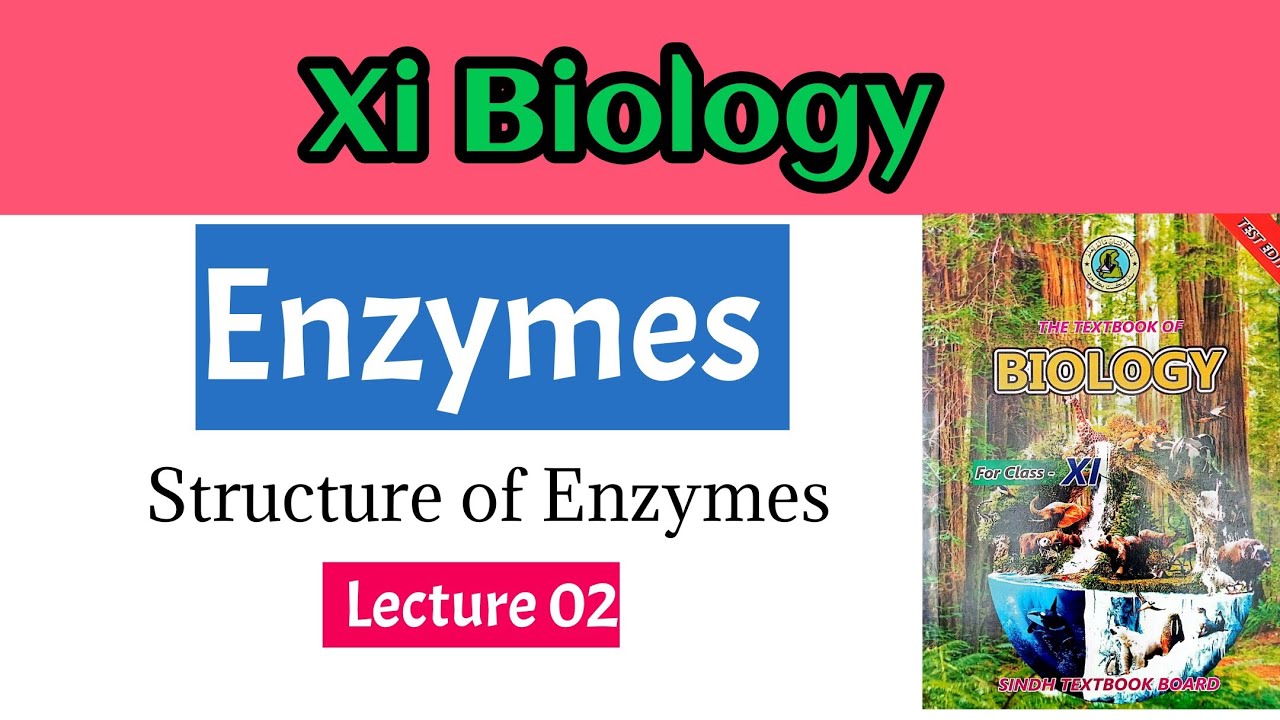 Biology Enzyme class 11 Structure of enzymes /IBA junior science teacher sindh board new book