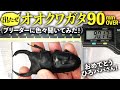 出たぜ。オオクワガタ90mmオーバー！プレ企画もあり！ブリーダーに色々聞いてみた！！
