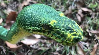 Harnessing Natural Sunlight For Emerald Tree Boa Care