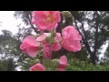 Hollyhock - How to harvest and grow Mix color Hollyhock Flowers