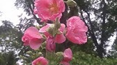 Growing Hollyhocks by Your Own - YouTube