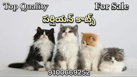 Video 8435041: semi punch persian cat, semi punch face persian, face white persian cat, doll face persian cat, persian cat white colour