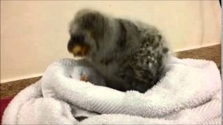 Barn Owl Trust - New arrival &#39;Ewok&#39; enjoying his dinner.