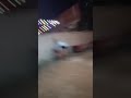 رقص علي مهرجان البت الي انا بعشقها حمو الزنكلوني