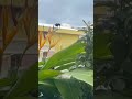 Heliconium in full bloom, attracting Sunbirds. it’s pure joy to watch them.❤️