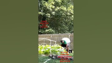 #Trellis for CHEAP to support your #backyardgarden #greenbeans #squash #cucumber #gardening