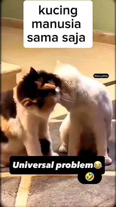 #kucing #kucinglucu #fypシ゚viral #foryou #beranda #ngakak #selingkuh #shortvideo #fyp #viral