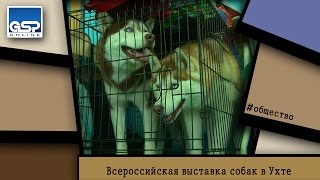 Всероссийская выставка собак в Ухте | 11 апреля’15 | 16:00 Всероссийская выставка собак в Ухте | 11 апреля’15 | 16:00