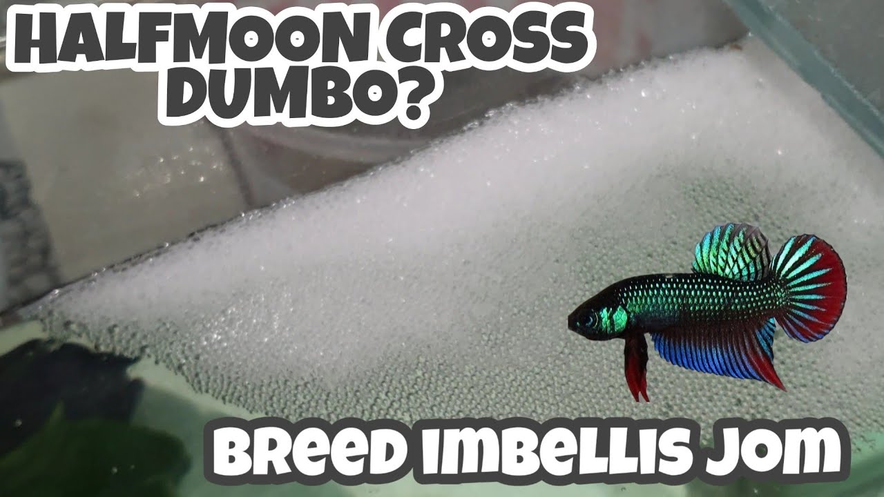 HASIL UNIK DUMBO X HALFMOON ? | Percubaan untuk breed imbellis.