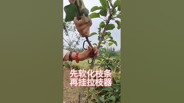 Fruit tree branch shaping machine #fruit tree branch shaping machine #fruit tree planting