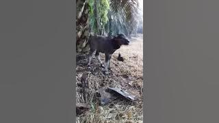 Cara merawat kerbau pekerja yang baru melahirkan